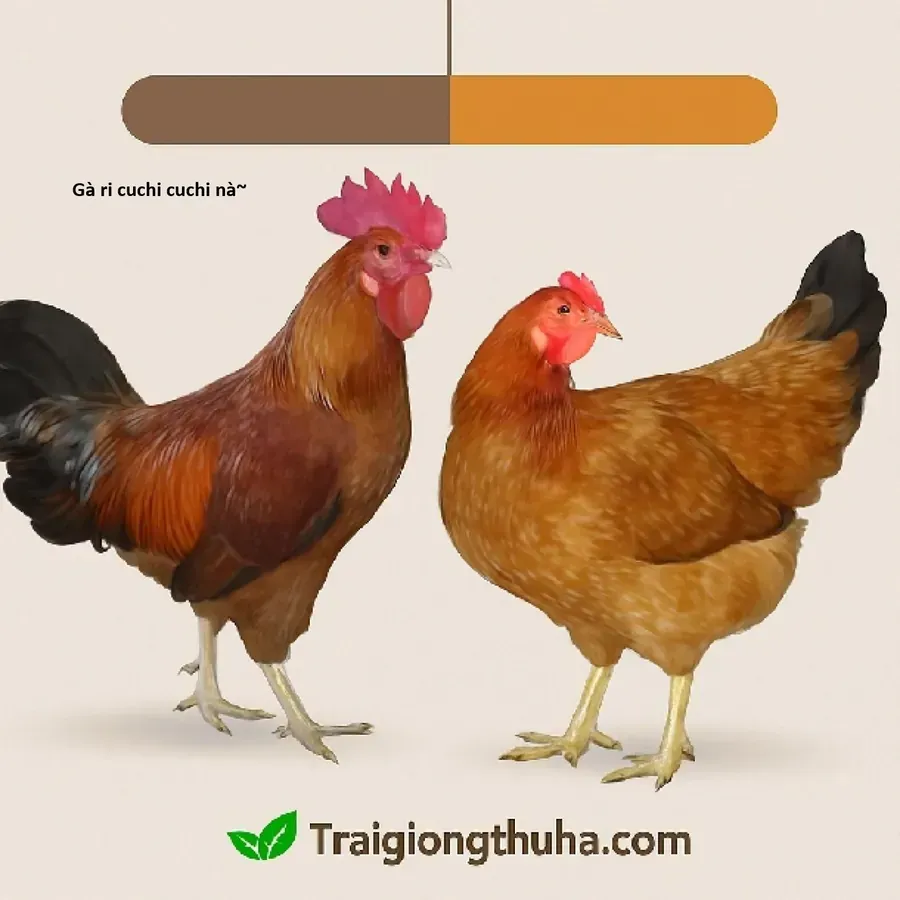 Trang 21
